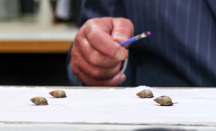 The King marks a snail with purple Snail Varnish used to mark the shells of sn The King marks a snail with purple Snail Varnish used to mark the shells of snails before they are released during a visit to celebrate ZSL London Zoo™s 200th anniversary, Credit:Avalon.red PA ROTA - B68 Avalon  Copyright: xAvalon.redx xPAxROTAx-xB68x xAvalonx 1115490075