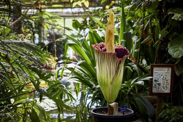ROTTERDAM - A rare giant penis plant in bloom at Blijdorp Zoo. The plant, actually called the Sumatran giant arum, last bloomed in 2023 and before that in 1963. MATHIJS BOTS ANP netherlands out - belgium out  Copyright: xx x563206720x originalFilename: 563206720.jpg