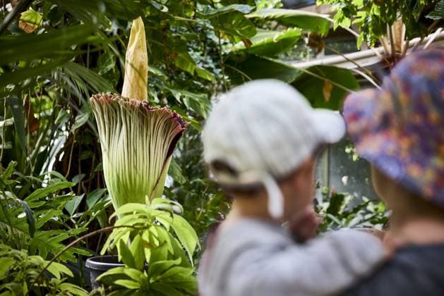 ROTTERDAM - Visitors look at a rare giant penis plant in bloom at Blijdorp Zoo. The plant, which is actually called the Sumatran giant arum, last bloomed in 2023 and before that in 1963. MATHIJS BOTS ANP netherlands out - belgium out  Copyright: xx x563206723x originalFilename: 563206723.jpg