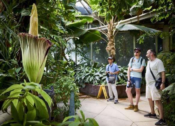 ROTTERDAM - Visitors look at a rare giant penis plant in bloom at Blijdorp Zoo. The plant, which is actually called the Sumatran giant arum, last bloomed in 2023 and before that in 1963. MATHIJS BOTS ANP netherlands out - belgium out  Copyright: xx x563206733x originalFilename: 563206733.jpg