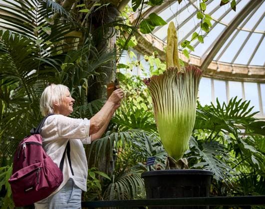 ROTTERDAM - A visitor photographs a rare giant penis plant in bloom at Blijdorp Zoo. The plant, actually called the Sumatran giant arum, last bloomed in 2023 and before that in 1963. MATHIJS BOTS ANP netherlands out - belgium out  Copyright: xx x563207129x originalFilename: 563207129.jpg