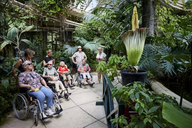 ROTTERDAM - Visitors look at a rare giant penis plant in bloom at Blijdorp Zoo. The plant, which is actually called the Sumatran giant arum, last bloomed in 2023 and before that in 1963. MATHIJS BOTS ANP netherlands out - belgium out  Copyright: xx x563207135x originalFilename: 563207135.jpg