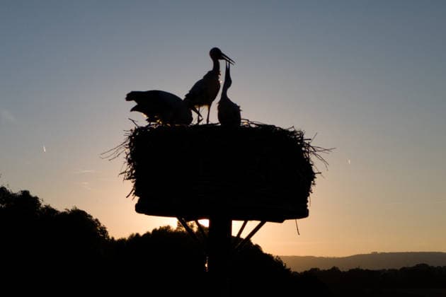 July 9, 2026, Frankfurt, Hesse, Germany: A family of storks is seen in its nest at sunset in Frankfurt am Main, Germany. Frankfurt Germany - ZUMAb332 20260709_zip_b332_001 Copyright: xMatiasxBasualdox