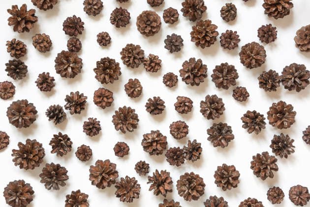 Tannenzapfen auf weißem Hintergrund. Winter- und Herbstmotiv. Pine cone on white background. Winter and fall concept. Top view. (License=RF) Copyright: xZoonar.com SvetlanaxLazhkox 25244881