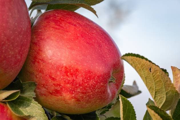 Ein roter, reifer Apfel, der an einem Ast hängt A delicious ripe red apple hanging from a tree branch in an apple orchard ready to be harvested (License=RF) Copyright: xZoonar.com FabianxMesebergx 25247557