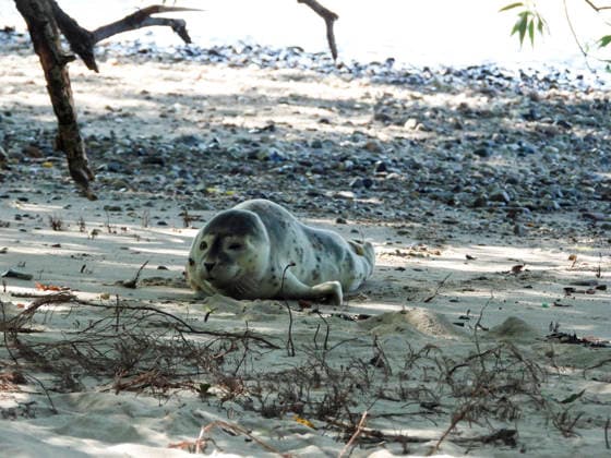 CNTV HEULER- Junger Heuler Robbe am Elbstrand gesichtet Schwanenvater Olaf Nieß rettet kleinen Seehund 10.07.2026 Hamburg - Teufelsbrück Ungewoehnlicher Einsatz für den Hamburger Schwanenvater Ein junger Seehund ist am Freitagvormittag am Elbstrand zwischen dem Anleger Teufelsbrück und dem Alten Schweden entdeckt und in Sicherheit gebracht worden. Passanten hatten den kleinen Heuler in Ufernähe gefunden und bemerkten, dass das Tier eine Verletzung an der Schwanzflosse aufwies. Sie alarmierten daraufhin Schwanenvater Olaf Nieß, der gemeinsam mit einem Mitarbeiter zur Fundstelle eilte. Mit vereinten Kräften gelang es, den jungen Seehund behutsam einzufangen. Anschließend wurde das Tier zu einem Tierarzt gebracht, wo es untersucht un