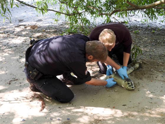 CNTV HEULER- Junger Heuler Robbe am Elbstrand gesichtet Schwanenvater Olaf Nieß rettet kleinen Seehund 10.07.2026 Hamburg - Teufelsbrück Ungewoehnlicher Einsatz für den Hamburger Schwanenvater Ein junger Seehund ist am Freitagvormittag am Elbstrand zwischen dem Anleger Teufelsbrück und dem Alten Schweden entdeckt und in Sicherheit gebracht worden. Passanten hatten den kleinen Heuler in Ufernähe gefunden und bemerkten, dass das Tier eine Verletzung an der Schwanzflosse aufwies. Sie alarmierten daraufhin Schwanenvater Olaf Nieß, der gemeinsam mit einem Mitarbeiter zur Fundstelle eilte. Mit vereinten Kräften gelang es, den jungen Seehund behutsam einzufangen. Anschließend wurde das Tier zu einem Tierarzt gebracht, wo es untersucht un