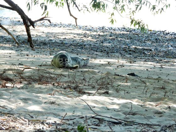 CNTV HEULER- Junger Heuler Robbe am Elbstrand gesichtet Schwanenvater Olaf Nieß rettet kleinen Seehund 10.07.2026 Hamburg - Teufelsbrück Ungewoehnlicher Einsatz für den Hamburger Schwanenvater Ein junger Seehund ist am Freitagvormittag am Elbstrand zwischen dem Anleger Teufelsbrück und dem Alten Schweden entdeckt und in Sicherheit gebracht worden. Passanten hatten den kleinen Heuler in Ufernähe gefunden und bemerkten, dass das Tier eine Verletzung an der Schwanzflosse aufwies. Sie alarmierten daraufhin Schwanenvater Olaf Nieß, der gemeinsam mit einem Mitarbeiter zur Fundstelle eilte. Mit vereinten Kräften gelang es, den jungen Seehund behutsam einzufangen. Anschließend wurde das Tier zu einem Tierarzt gebracht, wo es untersucht un