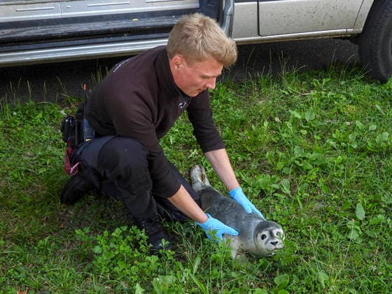 CNTV HEULER- Junger Heuler Robbe am Elbstrand gesichtet Schwanenvater Olaf Nieß rettet kleinen Seehund 10.07.2026 Hamburg - Teufelsbrück Ungewoehnlicher Einsatz für den Hamburger Schwanenvater Ein junger Seehund ist am Freitagvormittag am Elbstrand zwischen dem Anleger Teufelsbrück und dem Alten Schweden entdeckt und in Sicherheit gebracht worden. Passanten hatten den kleinen Heuler in Ufernähe gefunden und bemerkten, dass das Tier eine Verletzung an der Schwanzflosse aufwies. Sie alarmierten daraufhin Schwanenvater Olaf Nieß, der gemeinsam mit einem Mitarbeiter zur Fundstelle eilte. Mit vereinten Kräften gelang es, den jungen Seehund behutsam einzufangen. Anschließend wurde das Tier zu einem Tierarzt gebracht, wo es untersucht un