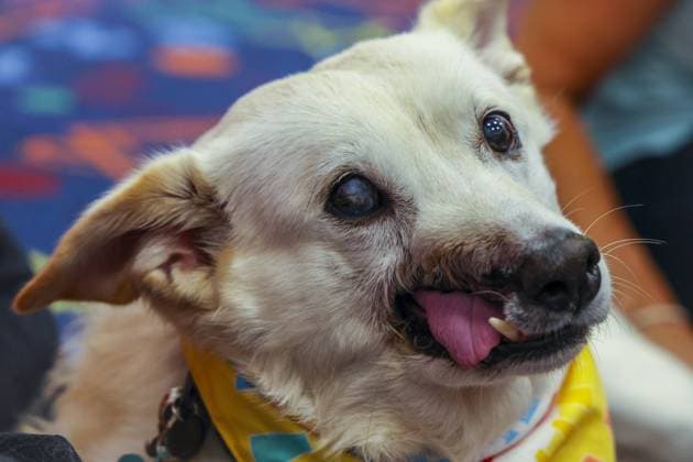 Entertainment Bilder des Tages July 10, 2026, Oldsmar, Florida, USA: Labrador retriever mix Farrah participates in the Puppy PALS reading program Friday, July 10, 2026, at the Oldsmar Public Library in Oldsmar. Oldsmar USA - ZUMAs70_ 20260710_zan_s70_009 Copyright: xDouglasxR.xCliffordx