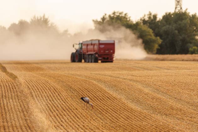 10.07.2026 - Gerste wird geerntet in den Abendstunden auf einem Feld bei Pasewalk. Ein Storch sucht Futter Uckerland Wilsickow Brandenburg Deutschland *** July 10, 2026 Barley is being harvested in the evening in a field near Pasewalk. A stork searches for food. Uckerland, Wilsickow, Brandenburg, Germany