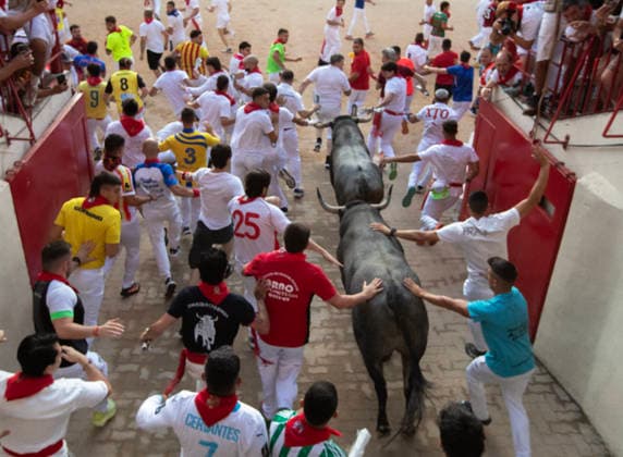 The fighting bulls from the ranch of JosÃ Escolar Gil run into the bullring with three steers, center, leading them and some runners dressed in the traditional whites during the fifth encierro , or running-of-the-bulls in the Fiesta de San Fermin and Feria del Toro in Pamplona, northern Spain, on Saturday July 11, 2026.  PAM20260711156 JimxHollander