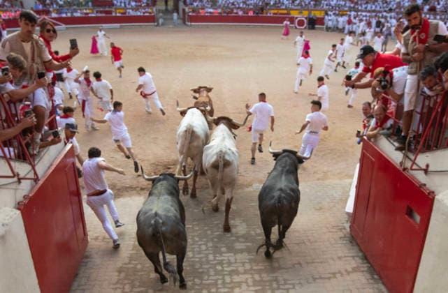 The fighting bulls from the ranch of JosÃ Escolar Gil run into the bullring with three steers, center, leading them and some runners dressed in the traditional whites during the fifth encierro , or running-of-the-bulls in the Fiesta de San Fermin and Feria del Toro in Pamplona, northern Spain, on Saturday July 11, 2026.  PAM20260711155 JimxHollander