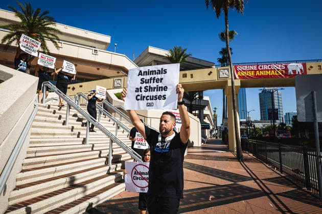 July 11, 2026, Tampa, Florida, USA: Members of the animal rights group PETA rally to call on the SHRINERS organization to ban itÃ¢â‚¬â ¢s member clubs from hosting old-style circuses which use live animals as part of the act at the Tampa Convention Center located in downtown Tampa. Tampa USA - ZUMAd256 20260711_znp_d256_013 Copyright: xDavexDeckerx