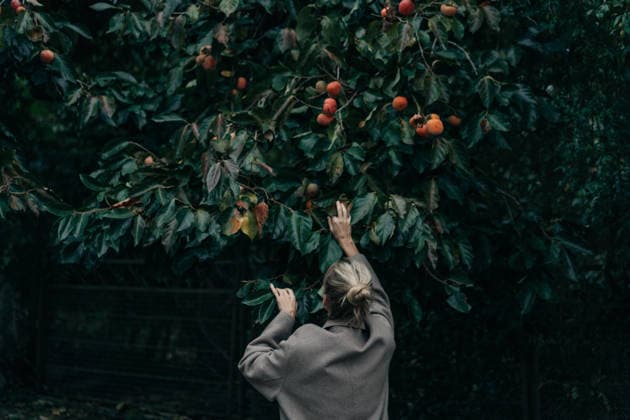 Rückansicht einer nicht identifizierbaren Frau, die nach reifen Kakis an einem üppig beladenen Baum in einem Garten greift. Rear view of unrecognizable woman reaching for ripe persimmons on a lush tree in a garden. (License=RF) ,model released, Symbolfoto Copyright: xZoonar.com TITOVAxILONAx 24760342 ,model released, Symbolfoto ,property released