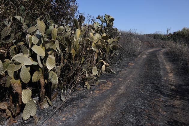 Wildfires continue on the Italian island of Sicily PALERMO, ITALY - JULY 11: Italian firefighters battle a wildfire that broke out in a maquis-shrubland area near the Partinico municipality of Palermo in Sicily, Italy on July 11, 2026. Firefighting teams intervened with ground crews, water-discharging aircraft, and helicopters to bring the blaze under control. Alberto Lo Bianco Anadolu Sicily Italy. Editorial use only. Please get in touch for any other usage.  Copyright: x2026xAnadoluxAlbertoxLoxBiancox