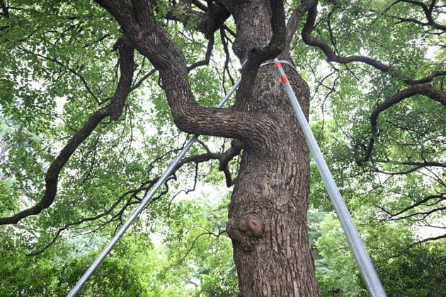 HANGZHOU, CHINA - JULY 11: A 160-year-old camphor tree is secured as Typhoon Bavi approaches on July 11, 2026 in Hangzhou, Zhejiang Province of China. East China s Zhejiang Province upgraded its emergency response to Typhoon Bavi from Level II to Level I at 11 a.m. on July 11 as the powerful storm is expected to make landfall along the province s coast later in the day.  Copyright: xChinaxNewsxServicex 111653686854