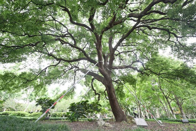 HANGZHOU, CHINA - JULY 11: A 300-year-old camphor tree is secured as Typhoon Bavi approaches on July 11, 2026 in Hangzhou, Zhejiang Province of China. East China s Zhejiang Province upgraded its emergency response to Typhoon Bavi from Level II to Level I at 11 a.m. on July 11 as the powerful storm is expected to make landfall along the province s coast later in the day.  Copyright: xChinaxNewsxServicex 111653686920