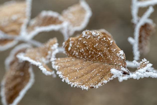 Nahaufnahme von frostbedeckten Herbstblättern. Zarte Eiskristalle zieren die braunen Blätter Close-up of frost-covered autumn leaves. Delicate ice crystals adorn the brown leaves Copyright: imageBROKER PeterxBuchacher ibxiqx18140636.jpg