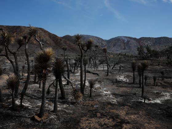 (260712) -- ANTELOPE VALLEY, July 12, 2026 -- Burnt trees are seen in Antelope Valley, Los Angeles County, California, the United States, on July 11, 2026. A wildfire burning in U.S. Southern California exploded to nearly 2,700 acres (about 10.9 square kilometers) Saturday, forcing evacuations amid dangerous heat wave. (Photo by Xinhua) U.S.-CALIFORNIA-LOS ANGELES COUNTY-WILDFIRE QiuxChen 