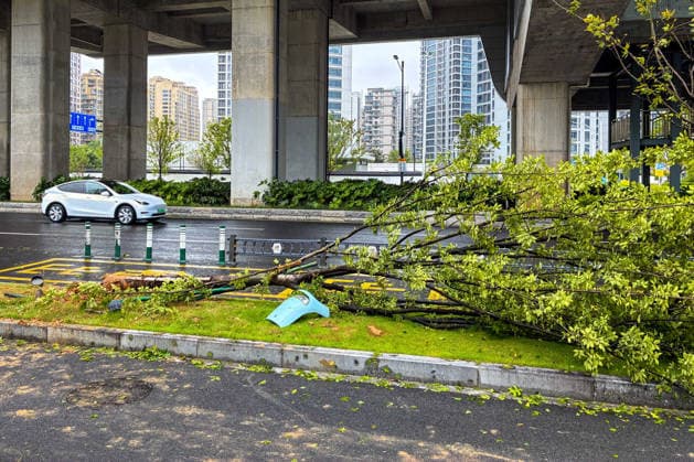 (260712) -- HANGZHOU, July 12, 2026 -- This photo taken by a cellphone on July 12, 2026 shows trees blown down by strong winds on a roadside in Yueqing City, east China s Zhejiang Province. Typhoon Bavi, the ninth typhoon of the year, landed on the coast of east China s Zhejiang Province at around 11:20 p.m. Saturday, according to the Zhejiang provincial meteorological observatory. The typhoon, with the maximum wind force at its center reaching 40 meters per second when landing, first churned ashore at Yuhuan City, a county-level city administered by the city of Taizhou, before making a second landfall in Yueqing City under the city of Wenzhou at around midnight. After landfall, the typhoon is expected to continue moving northwestward whil 