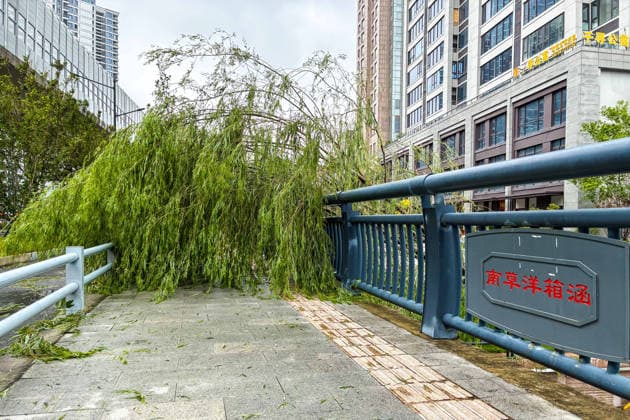 (260712) -- HANGZHOU, July 12, 2026 -- This photo taken by a cellphone on July 12, 2026 shows a road blocked by a tree blown down by strong winds in Yueqing City, east China s Zhejiang Province. Typhoon Bavi, the ninth typhoon of the year, landed on the coast of east China s Zhejiang Province at around 11:20 p.m. Saturday, according to the Zhejiang provincial meteorological observatory. The typhoon, with the maximum wind force at its center reaching 40 meters per second when landing, first churned ashore at Yuhuan City, a county-level city administered by the city of Taizhou, before making a second landfall in Yueqing City under the city of Wenzhou at around midnight. After landfall, the typhoon is expected to continue moving northwestward 