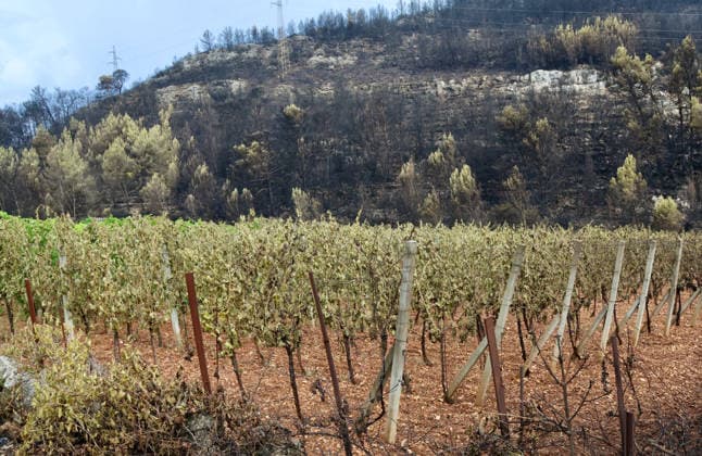 The morning after a major wildfire breaks out on Korcula Island between Smokvica and Blato The morning after a major wildfire breaks out on Korcula Island. When the rain stopped, the extent of the big fire came to light. Firefighters on the ground, with the help of the air force, repair the fires wherever possible. Burnt olive groves, vineyards, orchards and farmhouses are frightening scenes on the island of Korcula, Croatia, on July 12 2026.  IvoxCagalj PIXSELL