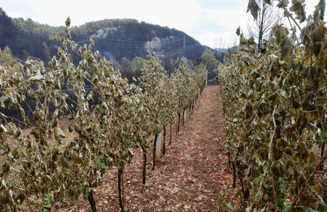 The morning after a major wildfire breaks out on Korcula Island between Smokvica and Blato The morning after a major wildfire breaks out on Korcula Island. When the rain stopped, the extent of the big fire came to light. Firefighters on the ground, with the help of the air force, repair the fires wherever possible. Burnt olive groves, vineyards, orchards and farmhouses are frightening scenes on the island of Korcula, Croatia, on July 12 2026.  IvoxCagalj PIXSELL