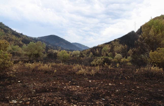 The morning after a major wildfire breaks out on Korcula Island between Smokvica and Blato The morning after a major wildfire breaks out on Korcula Island. When the rain stopped, the extent of the big fire came to light. Firefighters on the ground, with the help of the air force, repair the fires wherever possible. Burnt olive groves, vineyards, orchards and farmhouses are frightening scenes on the island of Korcula, Croatia, on July 12 2026.  IvoxCagalj PIXSELL