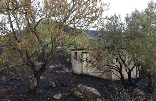 The morning after a major wildfire breaks out on Korcula Island between Smokvica and Blato The morning after a major wildfire breaks out on Korcula Island. When the rain stopped, the extent of the big fire came to light. Firefighters on the ground, with the help of the air force, repair the fires wherever possible. Burnt olive groves, vineyards, orchards and farmhouses are frightening scenes on the island of Korcula, Croatia, on July 12 2026.  IvoxCagalj PIXSELL