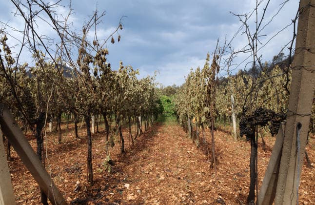 The morning after a major wildfire breaks out on Korcula Island between Smokvica and Blato The morning after a major wildfire breaks out on Korcula Island. When the rain stopped, the extent of the big fire came to light. Firefighters on the ground, with the help of the air force, repair the fires wherever possible. Burnt olive groves, vineyards, orchards and farmhouses are frightening scenes on the island of Korcula, Croatia, on July 12 2026.  IvoxCagalj PIXSELL