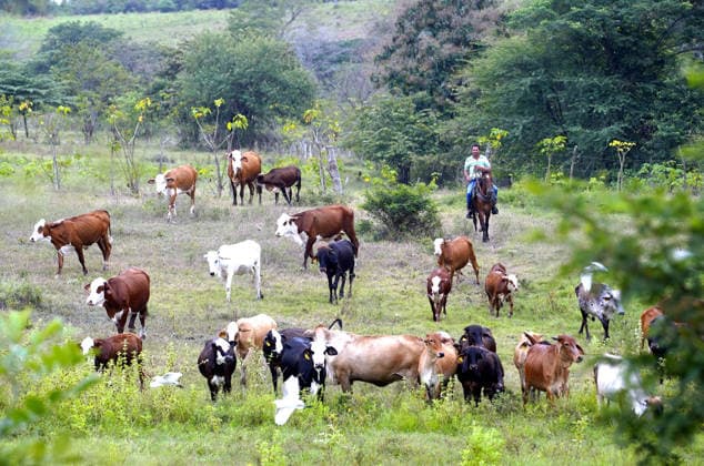 News Bilder des Tages Guayaquil, Sunday, July 12, 2026. Although there are no regulations governing the price of meat, the 20% increase in its price is due to the decline in the cattle herd, which currently stands at about one million, approximately. Photos by César Munoz, API, Guayaquil, Guayas, Ecuador, 20260712 232918 6a53b13ac9a81 gye meat price increase 4 Copyright: xCesarxMunozx