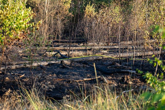 Waldbrand breitet sich schnell aus - Zahlreiche Feuerwehren im Einsatz - Flughafen Frankfurt in der Nähe Am Sonntagnachmittag, 12.07.2026, wurde die Feuerwehr Mörfelden-Walldorf unweit des Flughafen Frankfurt zu einem Waldbrand alarmiert. Die Flammen breiteten sich rasend schnell aus und erreichten auch die Baumwipfel. Betroffen war eine Fläche von 40.000 Quadratmetern, auf der es insgesamt fünf Brandstellen unterschiedlicher Größe gab. Feuerwehren aus der gesamten Umgebung wurden zur Unterstützung zusammengezogen. Am Abend konnte die Ausbreitung gestoppt werden. Einige Bereiche konnte nicht betreten werden, da hier noch alte Munition im Boden vermutet wird. Die Löscharbeiten der Feuerwehr dauerten noch bis tief in die Nacht. Mörfe
