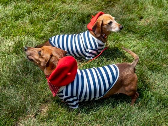 July 12, 2026, New York, New York, USA: Dachshunds at New York City s largest public Bastille Day celebration hosted by.L Alliance New York took place on Madison Ave with a massive block.party with gourmet and lifestyle vendors, classic Citroens, a dog parade and a .monumental street Goose Game. New York USA - ZUMAh156 20260712_znp_h156_005 Copyright: xMiloxHessx