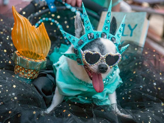 July 12, 2026, New York, New York, USA: A Chihuahua named Liberty was top dog at the Dog Parade at New York City s largest public Bastille Day celebration hosted by.L Alliance New York took place on Madison Ave with a massive block.party with gourmet and lifestyle vendors, classic Citroens, a dog parade and a .monumental street Goose Game. New York USA - ZUMAh156 20260712_znp_h156_007 Copyright: xMiloxHessx