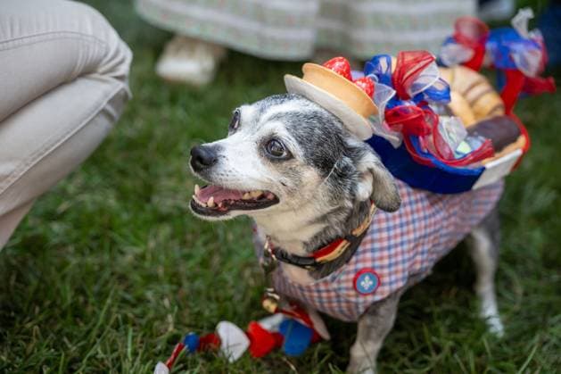 RECORD DATE NOT STATED People celebrate Bastille Day in New York (NEW) People celebrate Bastille Day in New York. July 12, 2026, New York, New York, USA: A dog in a costume seen during the annual Bastille Day celebration on Madison Avenue, on July 12, 2026 in New York City. (Credit: M10s TheNews2)(Foto: M10S Thenews2 imago images) People celebrate Bastille Day in New York  Copyright: xM10sx