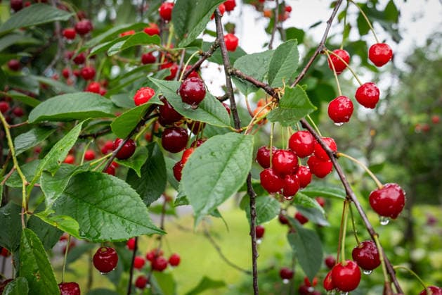 Rain Washed Sour Cherries Hang From Healthy Tree Branches Among Lush Green Summer Leaves. Copyright: xEDGARSxSERMULISx