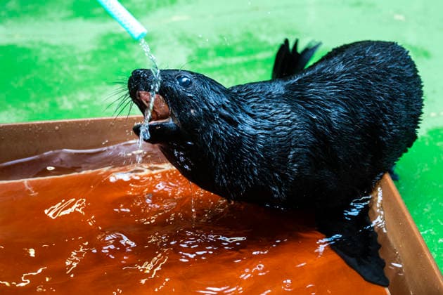 Entertainment Bilder des Tages News Bilder des Tages A Cape fur seal (Arctocephalus pusillus) cub at the Prague Zoo, during its first attempts at swimming in a pool, in Prague, Czech Republic, on July 13, 2026. (CTKxPhoto MichaelaxRihova) CTKPhotoP2026071302660  CTKPhotoP2026071302660