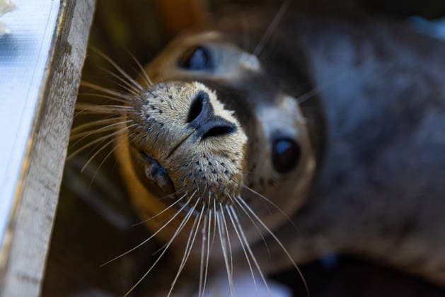 Entertainment Themen der Woche KW29 Entertainment Bilder des Tages News Bilder des Tages RUSSIA, PRIMORYE REGION - JULY 13, 2026: A seal nicknamed Vegas is seen during an operation by More Vody diving club volunteers to save him from the Razdolnaya River. Yuri Smityuk TASS  95005560