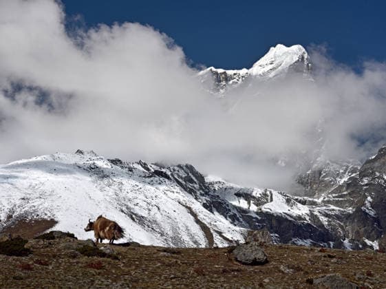 Creative Highlights World Ein Yak vor der Kulisse von Berggipfeln Majestic wild yak climbing on slope with snowy mountains on the background in the Himalayas region, Nepal, Asia (License=RF) Copyright: xZoonar.com NatalliaxYaumenenkax 25308928