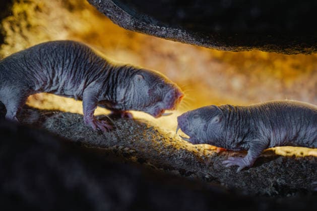 Creative Highlights World Nacktmull in seinem unterirdischen Tunnellebensraum Close-up of a naked mole rat in its natural burrow, showing its wrinkled skin and whiskers in a dimly lit tunnel. (License=RF) Copyright: xZoonar.com TatianaxGoskovax 25309172