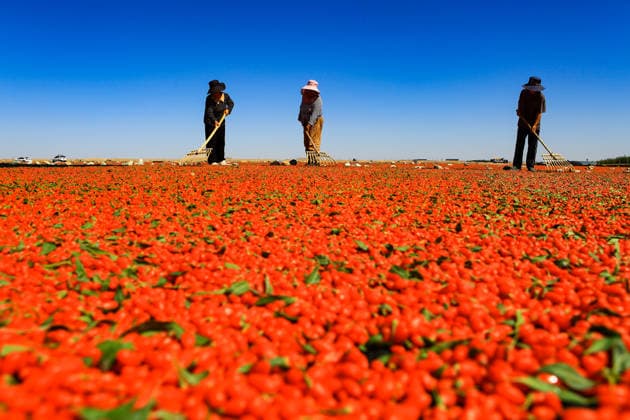 JIAYUGUAN, CHINA - JULY 12: Farmers seize sunny weather to dry goji berries on July 12, 2026 in Jiayuguan, Gansu Province of China. The harvest season for goji berries has begun in the area located under the Qilian Mountains.  Copyright: xVCGx 111654164619