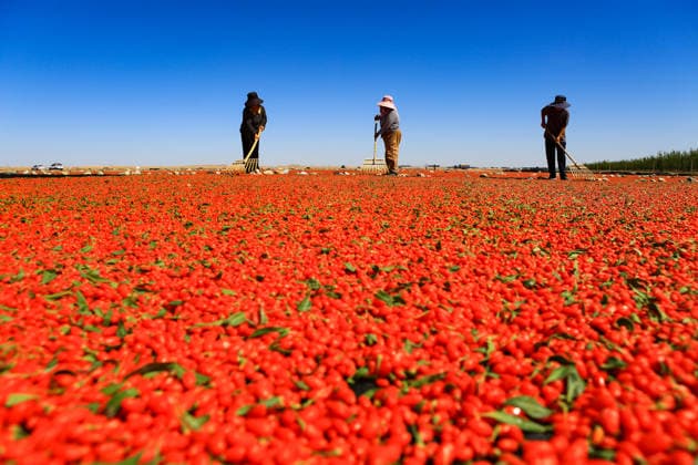JIAYUGUAN, CHINA - JULY 12: Farmers seize sunny weather to dry goji berries on July 12, 2026 in Jiayuguan, Gansu Province of China. The harvest season for goji berries has begun in the area located under the Qilian Mountains.  Copyright: xVCGx 111654164618