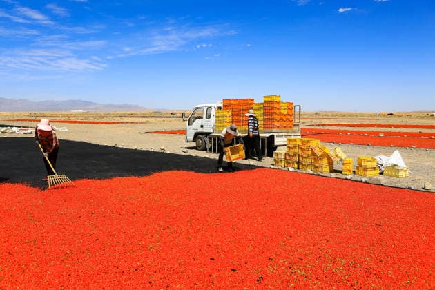 JIAYUGUAN, CHINA - JULY 12: A farmer seizes sunny weather to dry goji berries on July 12, 2026 in Jiayuguan, Gansu Province of China. The harvest season for goji berries has begun in the area located under the Qilian Mountains.  Copyright: xVCGx 111654164624