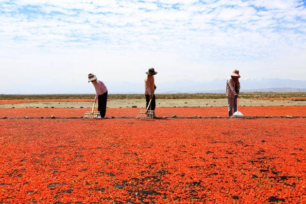 JIAYUGUAN, CHINA - JULY 12: Farmers seize sunny weather to dry goji berries on July 12, 2026 in Jiayuguan, Gansu Province of China. The harvest season for goji berries has begun in the area located under the Qilian Mountains.  Copyright: xVCGx 111654164625