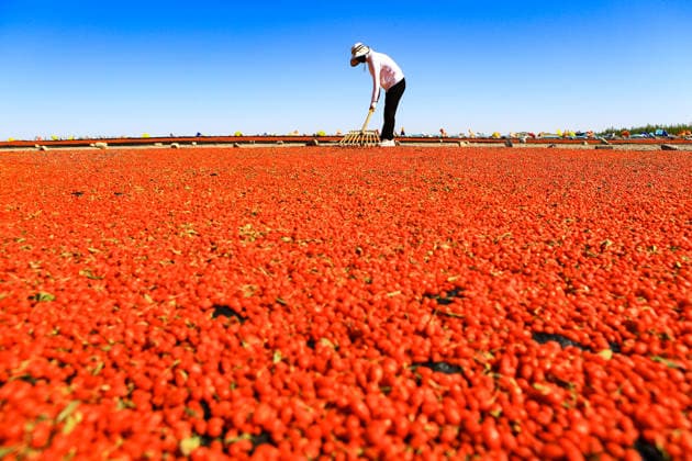 JIAYUGUAN, CHINA - JULY 12: A farmer seizes sunny weather to dry goji berries on July 12, 2026 in Jiayuguan, Gansu Province of China. The harvest season for goji berries has begun in the area located under the Qilian Mountains.  Copyright: xVCGx 111654164609