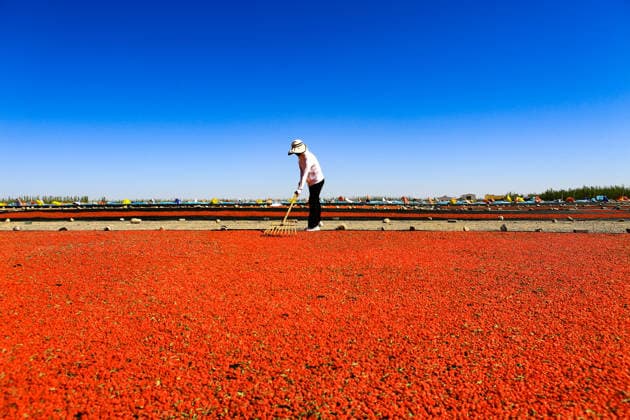 JIAYUGUAN, CHINA - JULY 12: A farmer seizes sunny weather to dry goji berries on July 12, 2026 in Jiayuguan, Gansu Province of China. The harvest season for goji berries has begun in the area located under the Qilian Mountains.  Copyright: xVCGx 111654164611