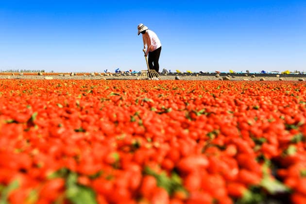 JIAYUGUAN, CHINA - JULY 12: A farmer seizes sunny weather to dry goji berries on July 12, 2026 in Jiayuguan, Gansu Province of China. The harvest season for goji berries has begun in the area located under the Qilian Mountains.  Copyright: xVCGx 111654164613
