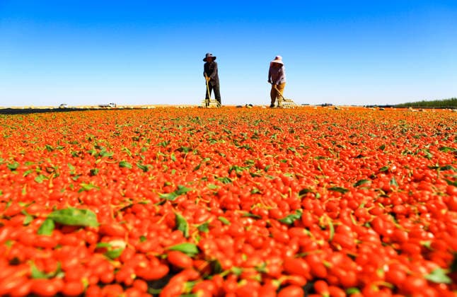 JIAYUGUAN, CHINA - JULY 12: Farmers seize sunny weather to dry goji berries on July 12, 2026 in Jiayuguan, Gansu Province of China. The harvest season for goji berries has begun in the area located under the Qilian Mountains.  Copyright: xVCGx 111654164614