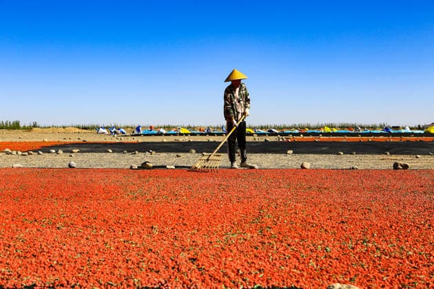JIAYUGUAN, CHINA - JULY 12: A farmer seizes sunny weather to dry goji berries on July 12, 2026 in Jiayuguan, Gansu Province of China. The harvest season for goji berries has begun in the area located under the Qilian Mountains.  Copyright: xVCGx 111654164606